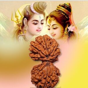 Gaurie Shankar Rudraksha